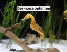 بررسی الگوریتم بهینه‌سازی اسب دریایی برروی توابع پیوسته